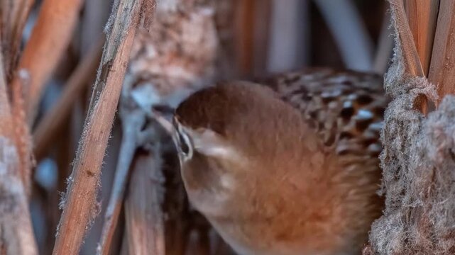 bird on a fence