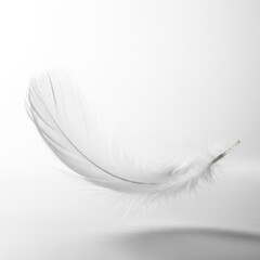 Obraz premium Delicate white feather floating gently against a bright, clean background, symbolizing purity, lightness, and soft texture, airy, natural, copy space