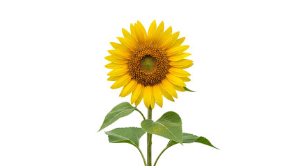 Beautiful Sunflower with Bright Yellow Petals and Green Leaves, Isolated on White