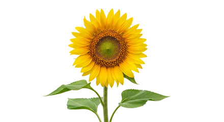 Obraz premium Golden Sunflower Standing Tall with Green Leaves, Isolated Against a White Backdrop