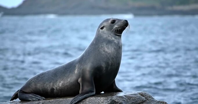 Seal rests on rock by ocean with flipper raised