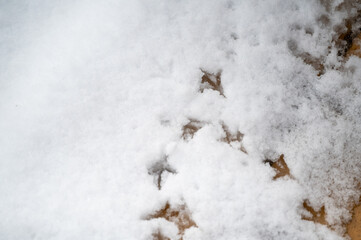 積もった雪に鳥の足跡　かわいい