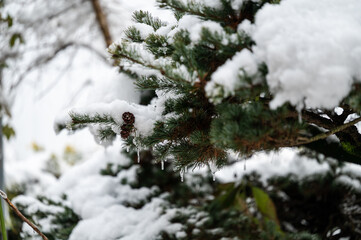 松の葉　つらら