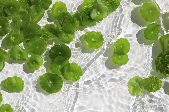 Green pennywort leaves floating on clear water with soft ripples.