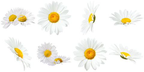collection of fresh white daisies with bright yellow centers, photographed from diverse angles, highlighting their natural beauty on a transparent background. © Gogu