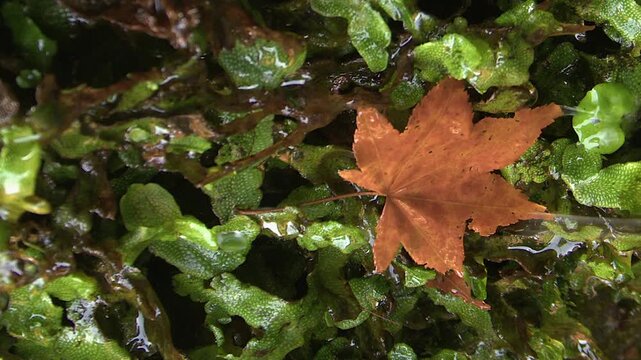 Vertical format water drips down wet green foliage with red maple leaf