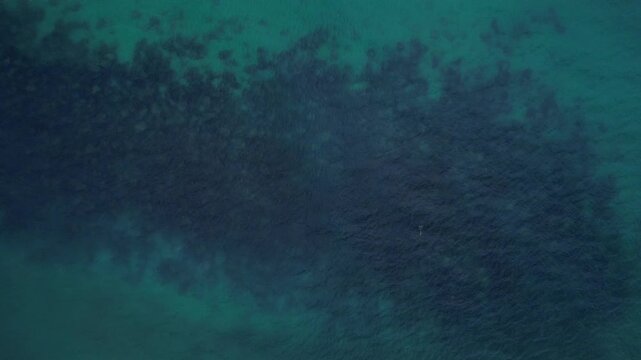 Leopard Shark In Turquoise Ocean Of QLD, Australia - Aerial Top Down