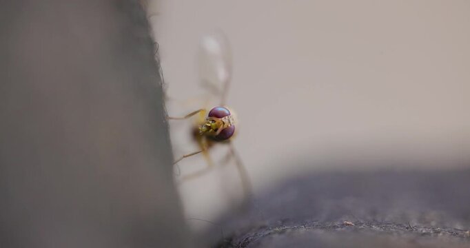 Frontal closeup of an Oriental Fruit Fly head-swaying in slow motion; detailed compound eyes