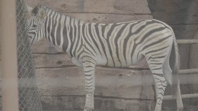 Zebra Standing in Zoo Enclosure S log 3 10bit 422