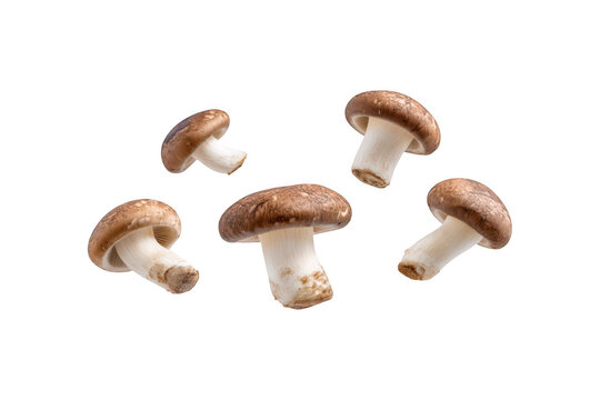 Brown mushrooms floating in air, cut out on black background, whole food, ingredient, culinary theme