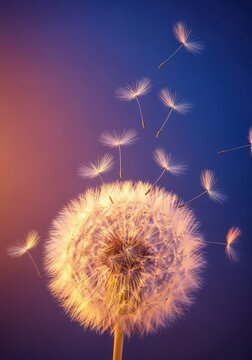 Dandelion puff seeds floating away in soft romantic light, symbolizing a beautiful wish for eternal love and commitment, valentine, lightness, flower