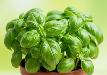 Fototapeta premium A close-up shot of fresh, vibrant green basil leaves growing abundantly in a small garden pot, ready for culinary use, healthy, ingredient, aromatic