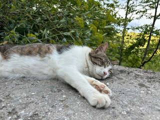 Portrait of  cat close-up. The cat lies relaxing on the pavement.
