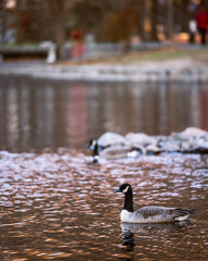 Fototapeta premium canada goose swimming in the water