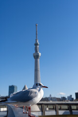 カモメと東京スカイツリー