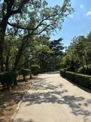 Forest landscape. Tall trees and a lawn on a sunny day.