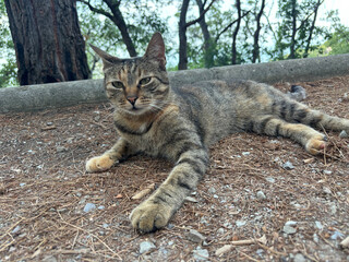 Portrait of  cat close-up. The cat lies relaxing on the pavement.	
