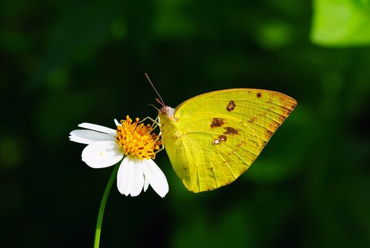 Close up of a Cloudless Sulphur butterfly - a yellow butterfly (Phoebis sennae) perched on a white flower