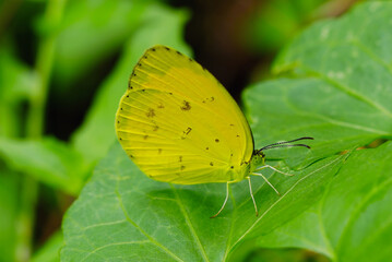 Close up of a Cloudless Sulphur butterfly - a yellow butterfly (Phoebis sennae) perched on a leaf