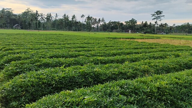 background hijau tanaman di kebun pedesaan