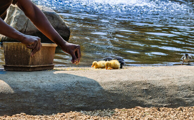 Man Feeding Ducklings in a Public Park and hand scattering feed tranquil water feature