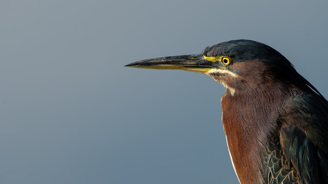Close-up of a green heron against a blue background (Butorides virescens)