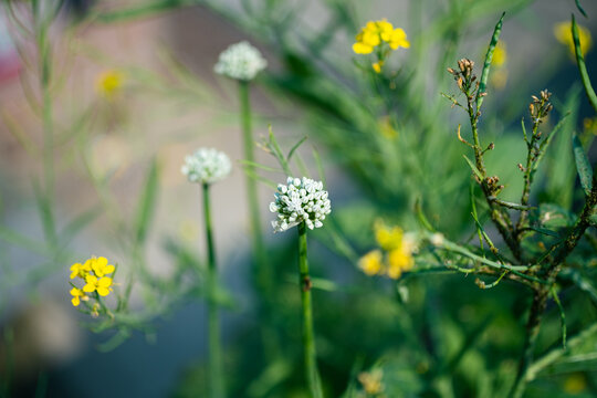 Top-down view of wild white allium and yellow mustard flowers in a spring field
