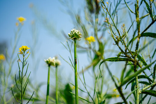 Macro shot of a tiny insect on a flower stem with yellow mustard blooms and blue sky background
