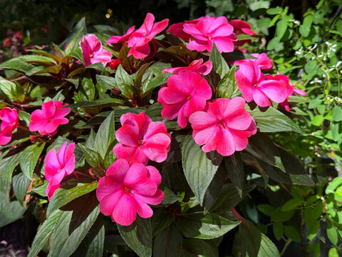 Impatiens hawkeri  New Guinea impatiens flowering plant.