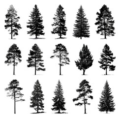 Fototapeta premium PNG Silhouettes of diverse pine trees on transparent background