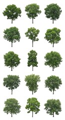 Fototapeta premium Fifteen distinct deciduous trees displayed in a grid format against a white background
