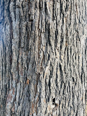 Obraz premium A closeup of deeply fissured and textured tree bark of mulberry