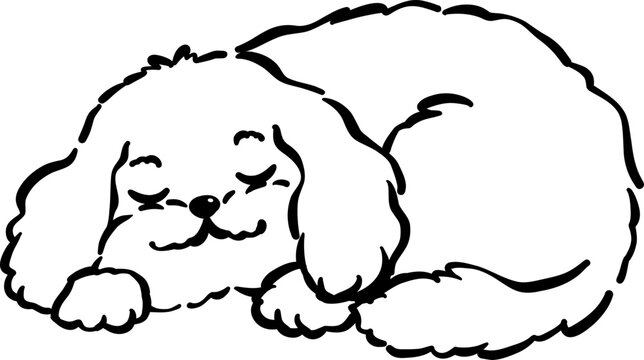 Cozy home happy cavoodle dog curled up sleeping outline hand drawn