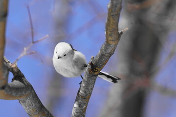 木の枝にとまるシマエナガ