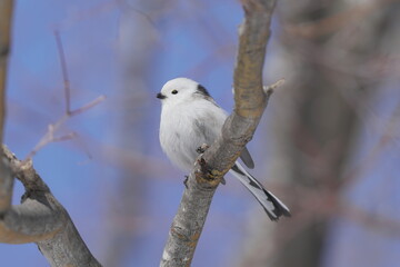 枝にとまるシマエナガ
