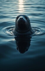 The Playful Nature of a Seal Swimming in Crystal Clear Waters