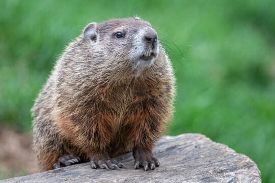 A groundhog with perched on a wooden stump against a soft-focus green background