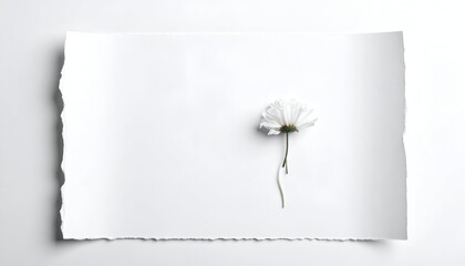 Single white flower pressed on torn paper, minimalistic, clean and bright