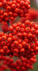 A detailed close up shot showing bright red rowan berries hanging in heavy clusters on a branch in the autumn season, growing, ripe, autumn