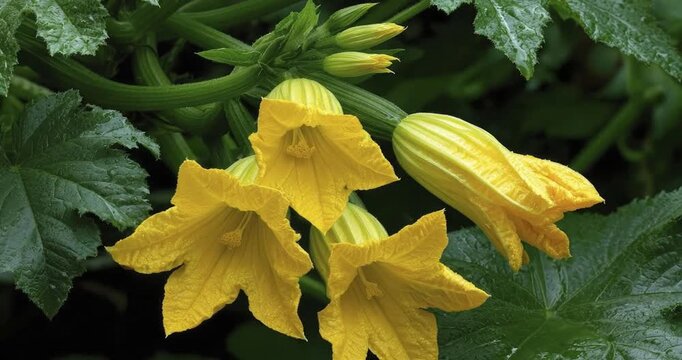 A vivid close-up captures multiple vibrant yellow blossoms and closed buds emerging from a lush green squash plant. The leaves and stems are textured and appear fresh, with delicate water droplets cli