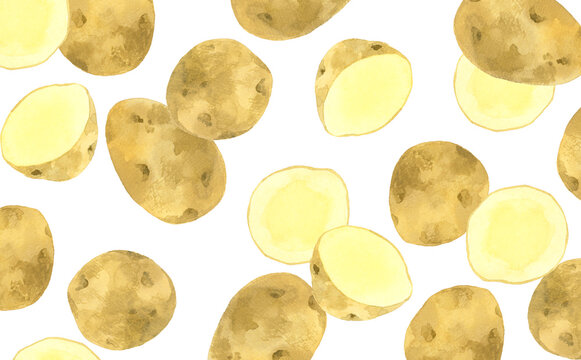 フレッシュなじゃがいもの背景　手描き水彩イラスト素材