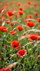 Fototapeta premium Vivid Field Red Poppies Bright Sunlight