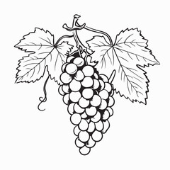 Fototapeta premium Grapes with Leaves Vector. Black and White Bunch of Grapes Vector