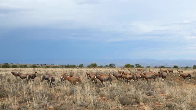 A herd of blesbok antelopes (Damaliscus pygargus) in late afternoon light with stormy sky, Mountain Zebra National Park, South Africa