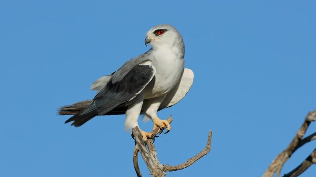 A black-winged kite (Elanus caeruleus) on a branch balancing in the wind with open wings, South Africa