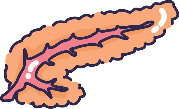 Set of Human Inner Organs Pancreas