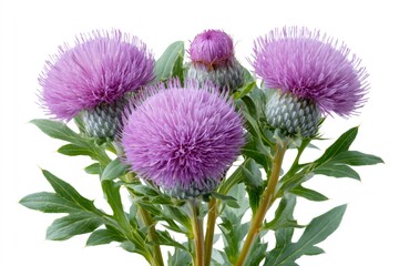 Purple thistle flowers blooming against white background