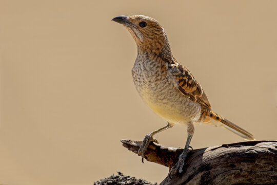 Australian Spotted Bowerbird perched on a log by a waterhole