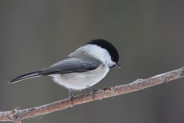 Willow tit