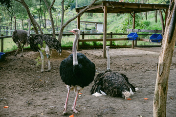 Two Ostriches Standing And Sitting